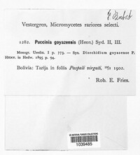 Puccinia goyazensis image